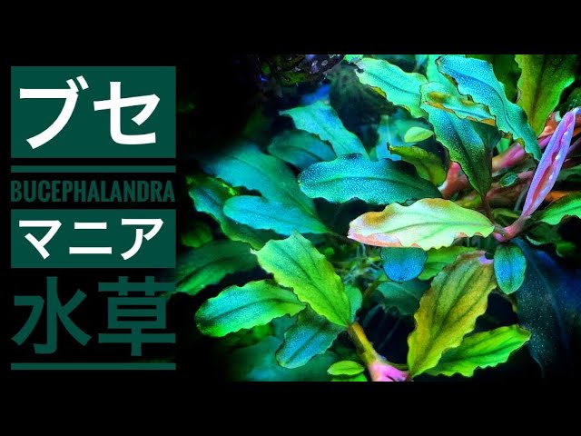 ブセファランドラsp ギャラクシートリコロール（水の国） Bucephalandra sp.
