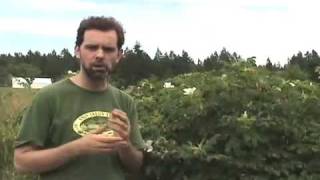 Rose Information & Rugosa Rose