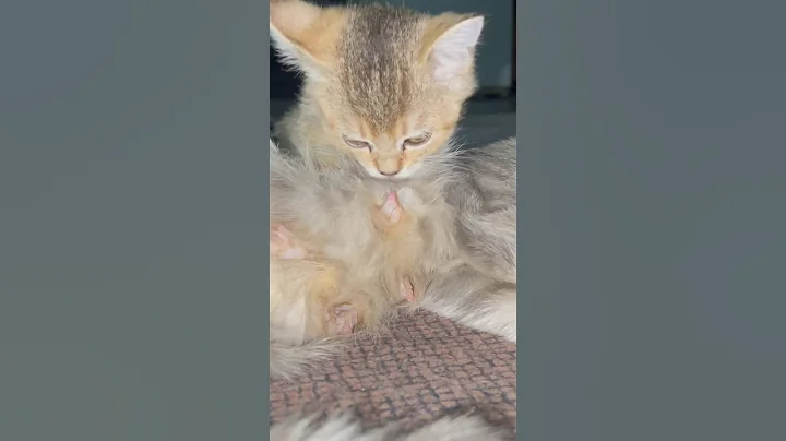 Video 3698541: kitty britishshorthair scottishfold kittens, britishshorthair scottishfold kittens cat, cat kitten munchkin britishshorthair, munchkin kitten pets cats, cute kitty scottishfold kitten, cat funny scottishfold kitten