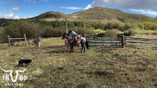 Searching For Lost Cows. Cattle Ranching In Colorado. Searching For Lost Cows. Cattle Ranching In Colorado.