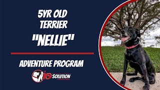 🐶Dog Trainers/Training South Florida & Arizona / Terrier 'NELLIE' 🦮 by A K9 Solution 44 views 2 months ago 7 minutes, 14 seconds