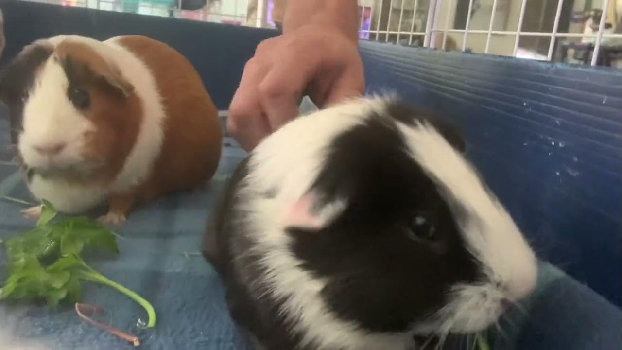 Guinea pigs enjoying parsley and a scalp massage? YouTube