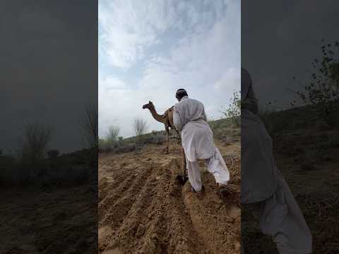 شيخ بدوي يغرس الحياة بالمحراث 