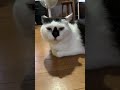 猫のけいきち(keikichi) ライブ⑳2024/9/17