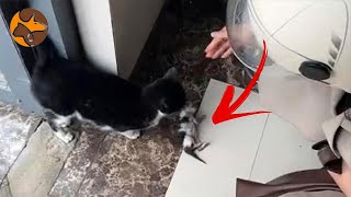 Stray Cat Mom Trusts Us Humans, Brings Her Baby for Help