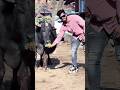 🐄Pet lover }} #pawansahu #bhai #manishsahu #edits #shortsvideo #editbytanujjangra