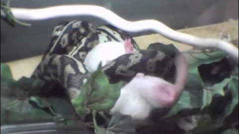 carpet python eating a big rat