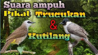 Suara paling ampuh pikat trucukan dan kutilang