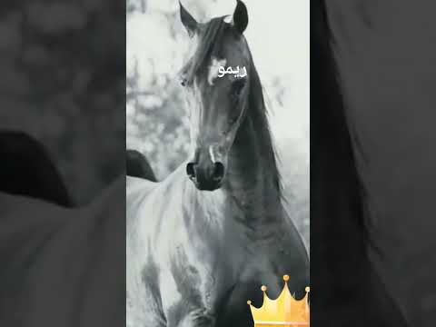 مزيونه شلعت قلبي تتلاعب فيه ــ ستوريات انستا حزينه Shorts 