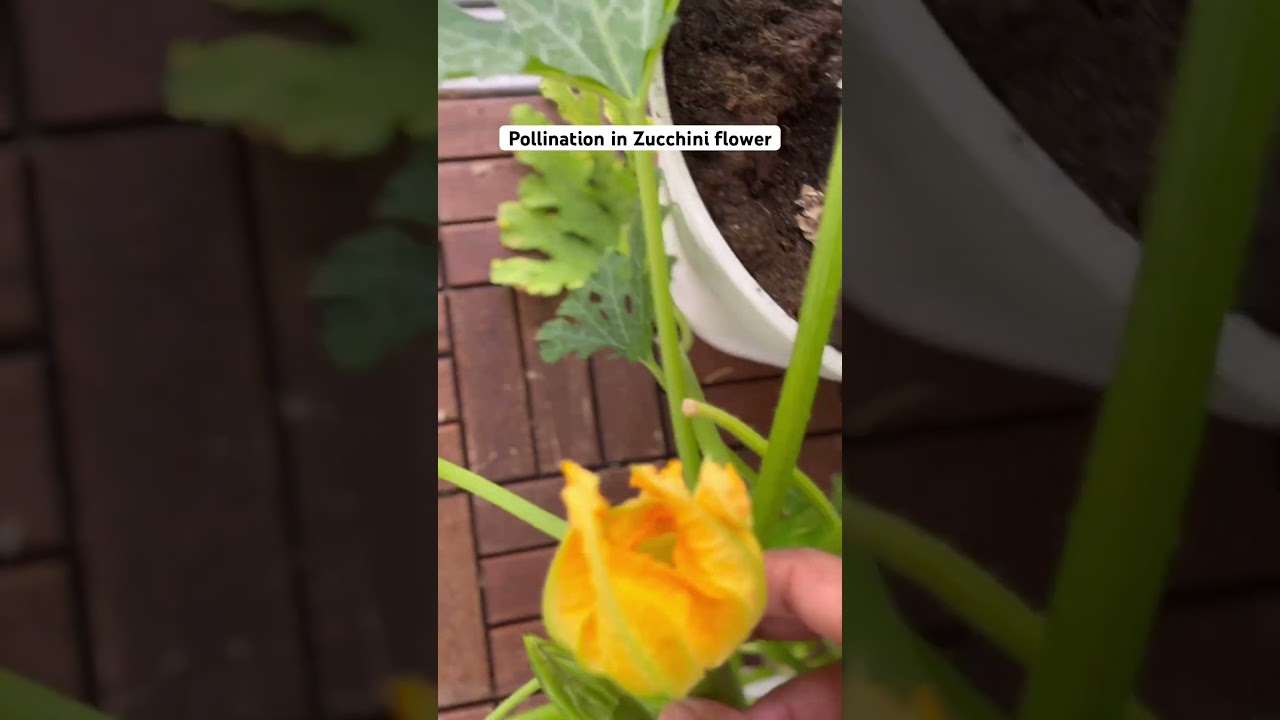 Method of pollination in Zucchini plant 