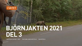 Björnjakten 2021 del 3