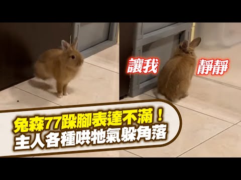 兔子森77跺腳！主人各種哄沒用...牠氣躲角落｜寵物動物｜精選影片