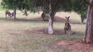 Walks With Kangaroos, Hunter Valley Nsw
