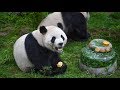 Giant panda mao zhu enjoys birt.ay cake as it turns 4