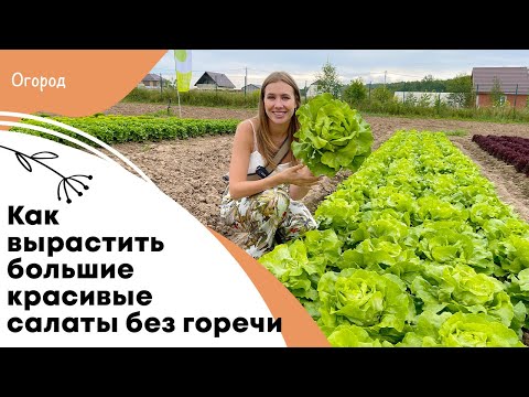 Видео: Пиратский красный масляный салат: выращивание растений пиратского салата в саду