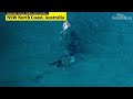 Rare moment humpback whale gives birth captured by drone off Australian coast