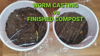Worm Castings vs Compost Challenge Update #1 screenshot 4