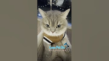 Khoảnh Khắc Hài Hước - Đáng Yêu - Thú Cưng #lovepetvn #thucandochoichomeo 0524002[Love Pet Việt Nam]