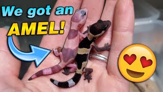 We got Baby Fattailed Geckos!!