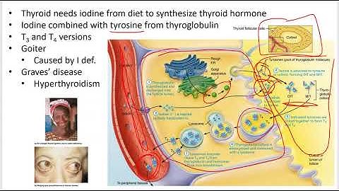 2402 Lecture Ch 16 Endocrine System PowerPoint Screencast 3