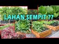 #TIS 4 Kedua Sayuran Lahan Sempit |Bayam,Pagoda,Pakcoy,Seledri |Best Vegetables for Small Garden