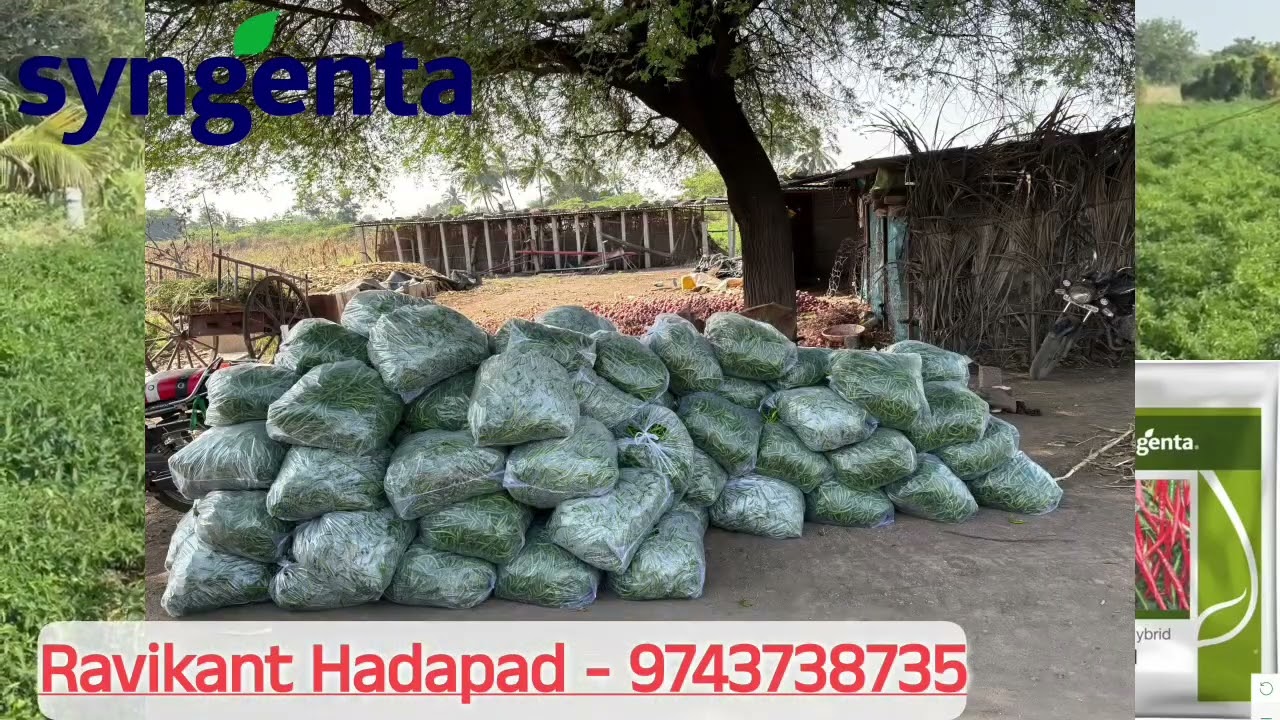 ಸಿಂಜೆಂಟಾ ಕಂಪನಿ ಮೆಣಸಿನಕಾಯಿ 5531 ಬೆಳೆದ ರೈತರ ಅನುಭವ