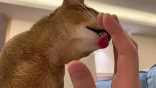 Human hand is so tasty. Abyssinian cat licking hand
