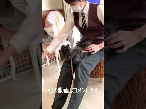 【ミニチュアシュナウザー 犬】臆病でケージの端から動きたくないバロンさん！仰向け抱っこで人肌に慣れさせるトレーニング！