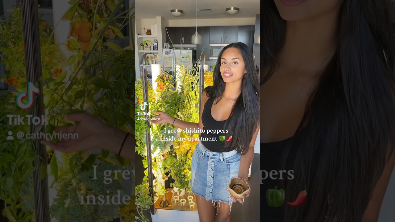 Growing shishito peppers inside my apartment 🫑 