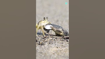 Thumbnail of The Journey Of Baby Turtles 🐢