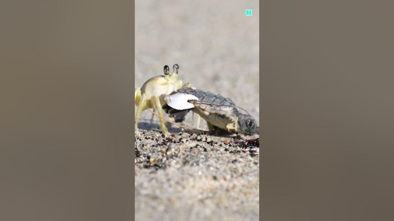 The Journey Of Baby Turtles π’ The Journey Of Baby Turtles π’