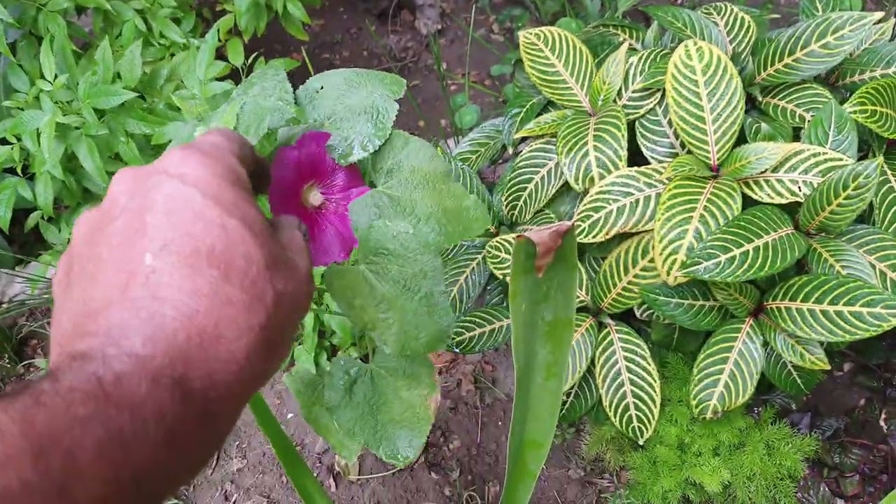 طريقة سهلة لنقل دايات الورود الموسمية ⚘️جنتي حديقتي⚘️