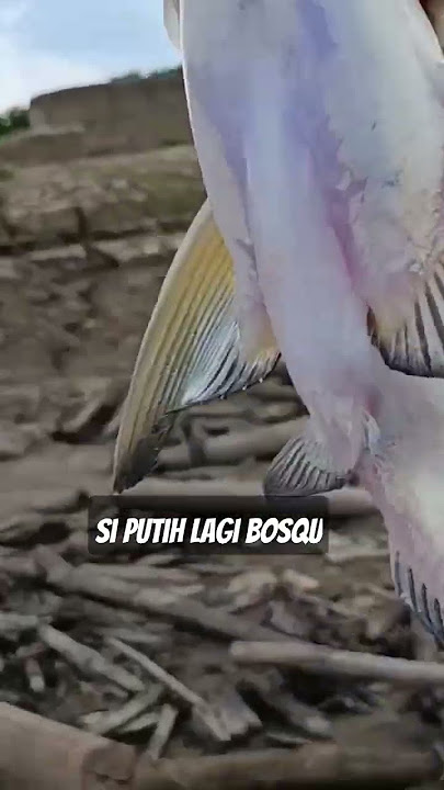 Lais tembiring sungai batang hari #berburuikanpredator #fishing #mancingmaniajambi