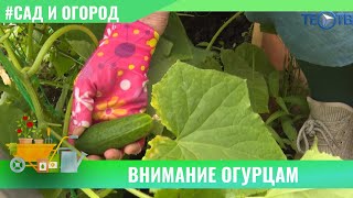 Внимание огурцам / ТЕО ТВ 12+