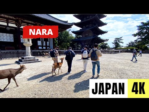 NARA, JAPAN 🇯🇵 [4K] Walking from Nara Station to Nara Deer Park