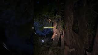 Prt 1 En Turquie les rues appartiennent aussi aux animaux🐾#Turquie #Animaux #Chats #Chiens #Humanité