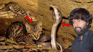 “Cat and Cobra Trapped in a Well – A Breathtaking Rescue” Murli Wale Hausla