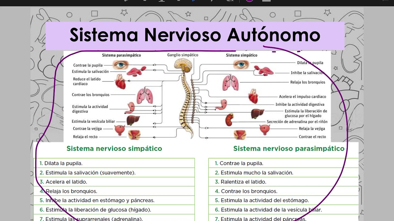 Sistema Nervioso Periférico y tipos de respuestas. 3º ESO