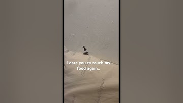 Rip #funny #subscribe #shorts #youtubeshorts#youtube#lol #eat #like #roblox #kill #jokes #food #fly