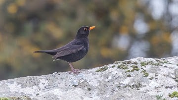 Birdsong ID: the Blackbird // Mwyalchen