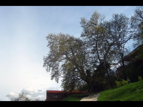 ათასწლოვანი ჭადარი შესაძლოა გახმეს