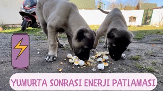 YUMURTALARI YEDİKTEN SONRA KANGALLARDAKİ ENERJİ PATLAMASI ?? kangal anadoluçobanköpeği dogs