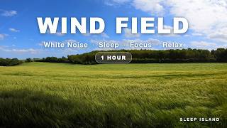 1 Hour Gentle Wind Through Wheat Field | White Noise for Deep Sleep & Relaxation