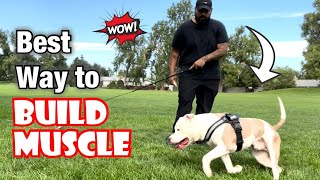 How to Correctly use the Flirt Pole to Build MUSCLE on your Pit Bull!