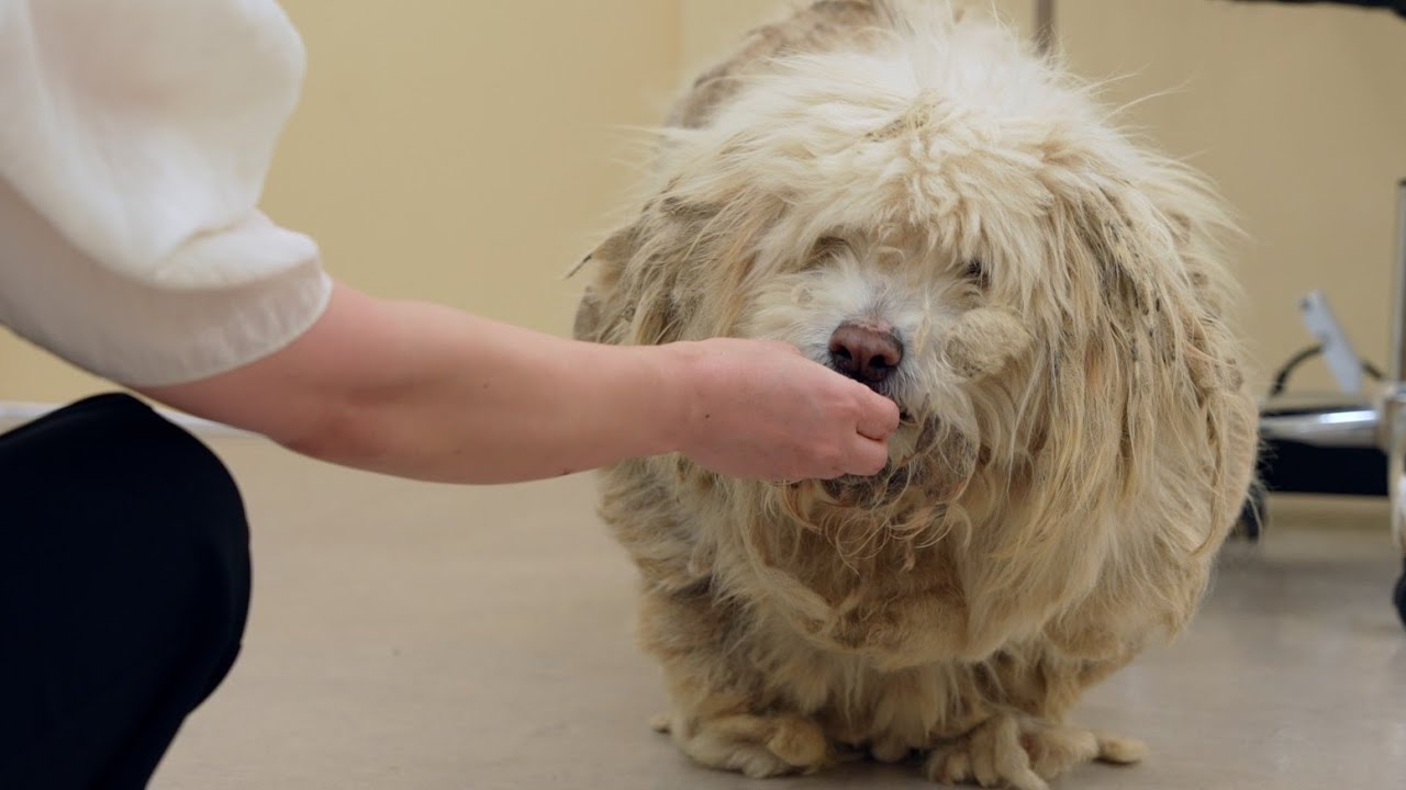 [재능기부] 누더기 방치견 새로‼️가족을 찾습니다🙏|Poor neglected dog!!I'm looking for an adoptee