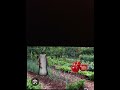 чіпупілі гетманділі і бабка частина 2