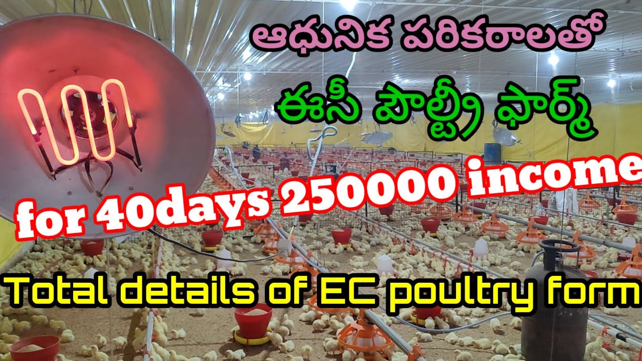 @EC poultry farming inIndia ఆధునిక పరికరాలతో ఈసీపౌల్ట్రీ ఫార్మింగ్