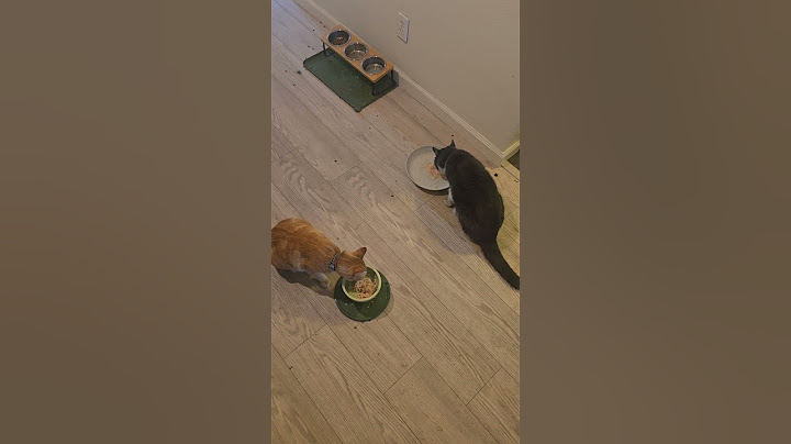 My 2 cats eat reveal & I talk about my class 🦁😺🐔