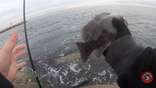 Tautog fishing at the Manasquan Inlet