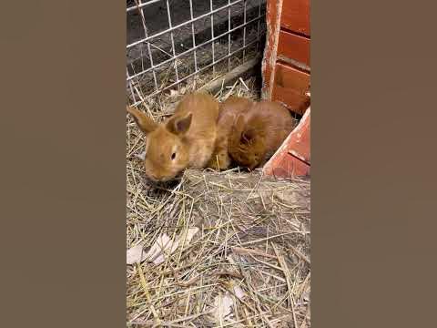 Adorable 3 Week Old Bunnies 🐰 | Part 1/2 - YouTube